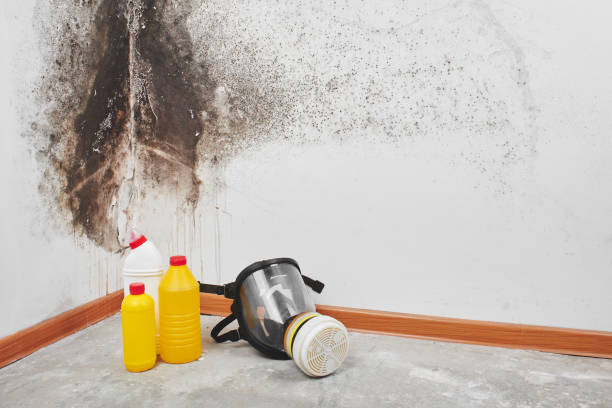 Best Commercial Mold Removal  in Palm Bay, FL