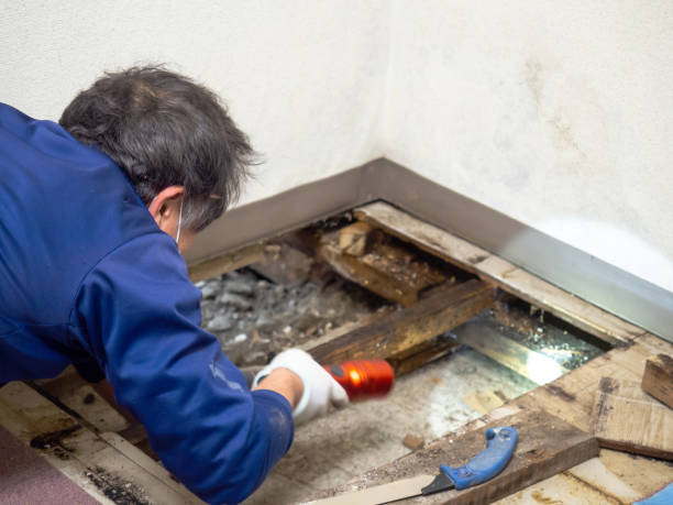 Best Mold Remediation  in Palm Bay, FL