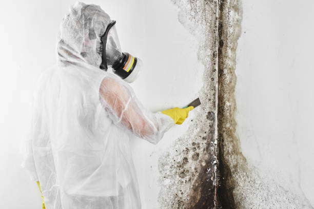 Trusted Palm Bay, FL Mold Removal Experts