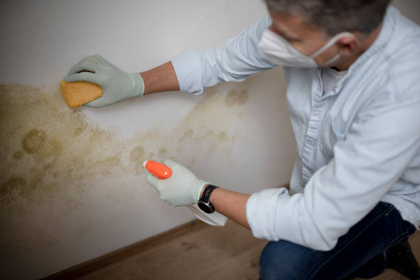 Home Mold Removal in Palm Bay, FL