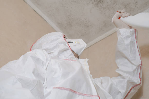 Mold Testing and Removal in Palm Bay, FL