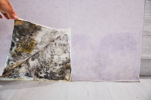 Best Mold Remediation Services  in Palm Bay, FL